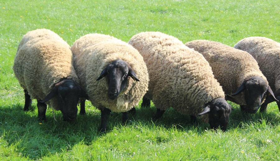 mouton suffolk sur herbe