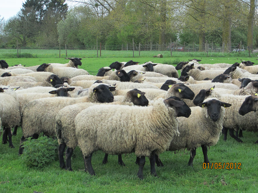 troupeau mouton suffolk